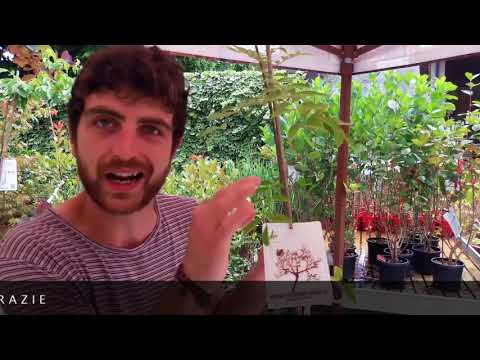 Useful tips on growing honey tree or evodia tetradium danielli