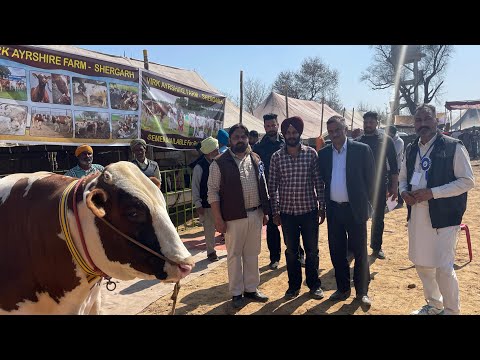 Vc Inderjeet singh gadvasu ,, impressed to Ayrshire breed