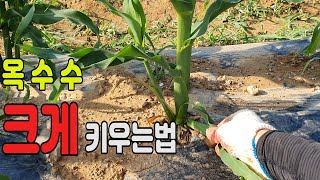 옥수수 곁순제거방법.곁순제거이유.시기.옥수수크게키우는법.