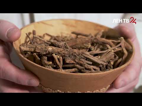 Рецепт приготовления шлемника байкальского.