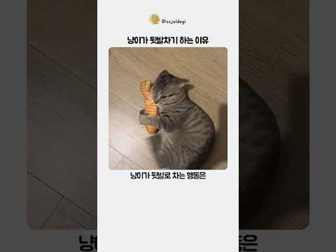 냥이가 뒷발차기를 하는 이유