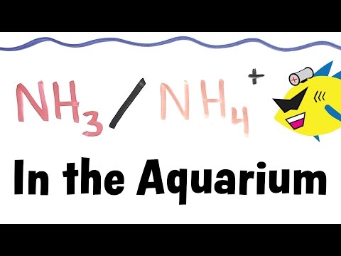 Ammonia and Ammonium in the Aquarium