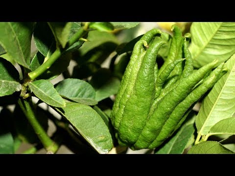 фото лимон аркобалено 65 см 0