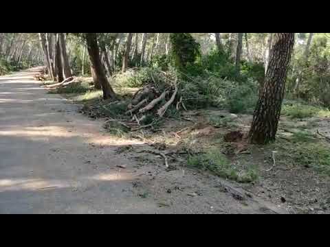 Krenula sječa na Marjanu