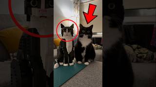 Tuxedo Cats Are Not Like Others 😱🙀