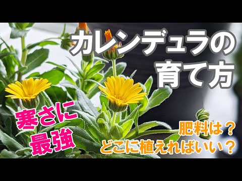 園芸 庭のキンレンカ、大型のキンレンカ