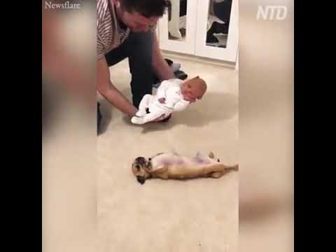 O Amor dos animais não humanos com crianças humanas