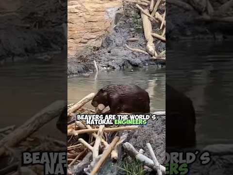 The Vital Role of Beavers in Ecosystems: Building Dams and Shaping Habitats