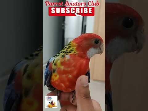 Rosella female Parrot singing ! #shorts #rosella #parrot #birds