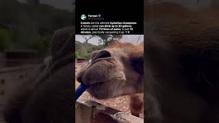This Camel Drinks Over 100 Liters in Minutes 🐫💧