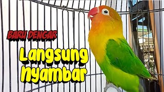 Download lagu Labet GACOR Ngekek Panjang Bikin Lovebird Lain Jadi PANAS, Terpancing Fighter Lanjut Ngekek mp3