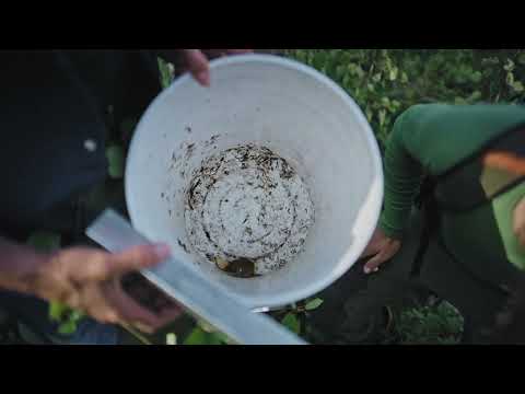Small mammal response to wildfire in Yukon by Gabriel Rivest (WCS Canada Weston Fellow 2021)