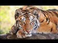 ЕСЛИ Я ЗАБОЛЕЮ,,, 