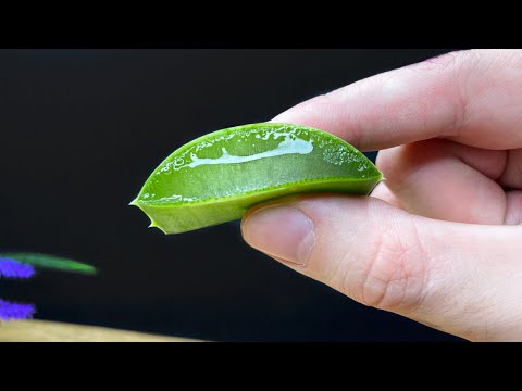 Haare wachsen wie verrückt und fallen nicht aus! Das ist das beste Mittel! Aloe Vera für haare!