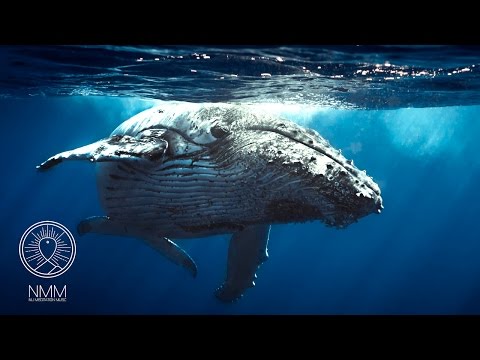 Whale meditation music: relax mind & body, whale meditation, meditative sounds & music 31301W