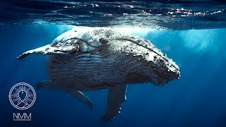 Whale meditation music: relax mind & body, whale meditation, meditative sounds & music 31301W