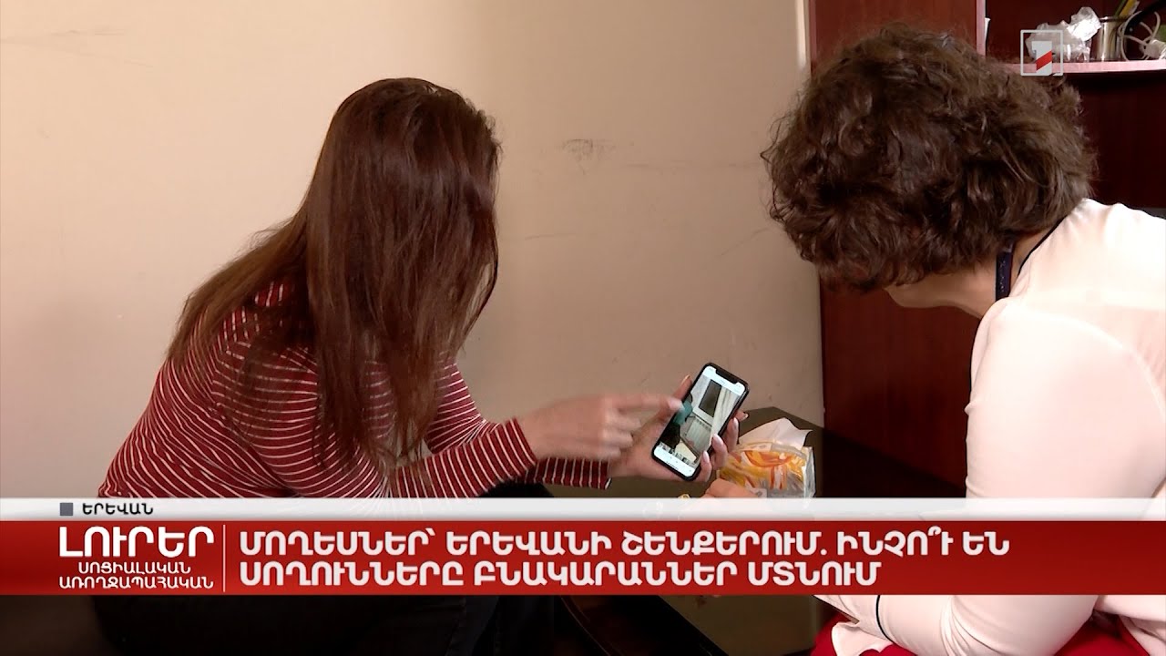 Մողեսներ՝ Երևանի շենքերում. ինչո՞ւ են սողունները բնակարաններ մտնում