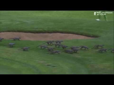 Attack of the Mongooses!