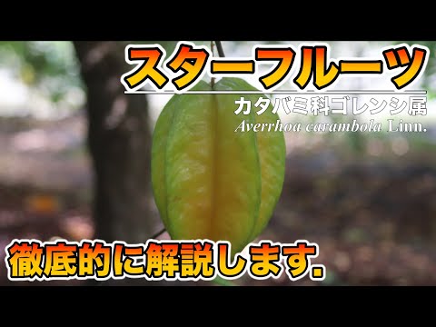 スターフルーツ、ゴレンシ 植物