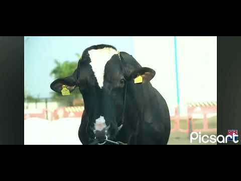 Not Your Average Bull... Meet the ABS Beast with Bloodline Firepower 🔥