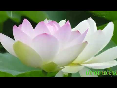 Thể hiện bởi Vũ Khanh