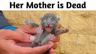 Trying to save life of 5 days old poor newborn kitten