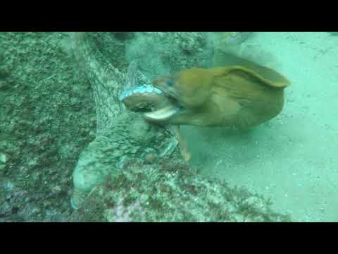 Moray Eel VS  Octopus