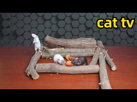 Cat TV games for cats to watch｜Ultimate Mice Hide & Seek｜Perfect Motion for Cats & Dogs to Watch