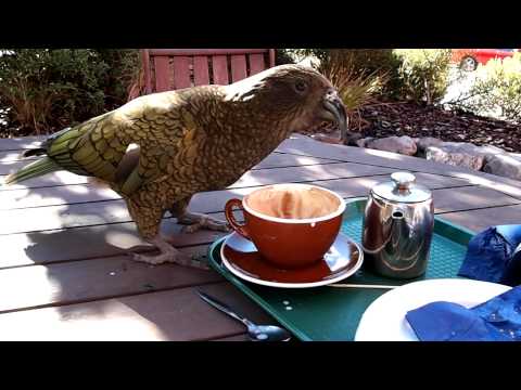 Smart Kea from New Zealand.