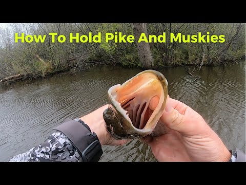 How To Easily Hold Pike And Muskie!