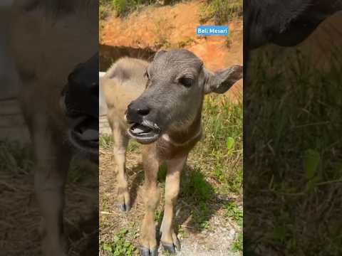 This Buffalo Baby's Voice Makes You Smile! “Ee... ee...” So funny