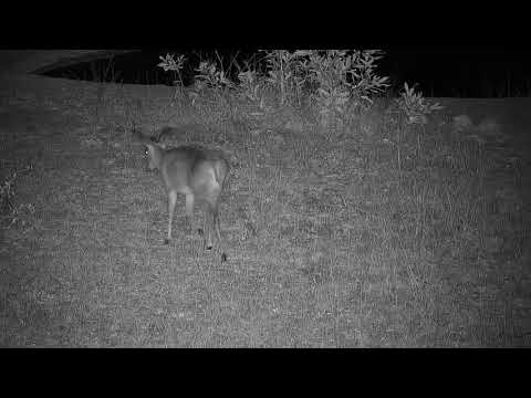 Djuma: Grey Duiker-Pt:2 - 00:34 - 09/09/20