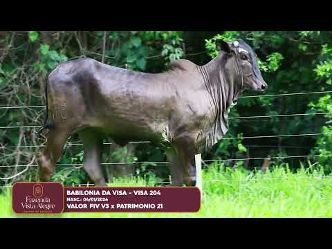 FEMEA NELORE PINTADO- BABILONIA DA VISA - VISA 204