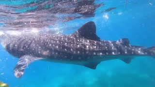 preview picture of video 'CEBU TRIP 2018/Whale Shark watching, Nalusuan island tour'
