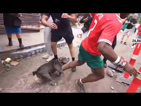 IShowSpeed Getting Chased By A PITBULL😭