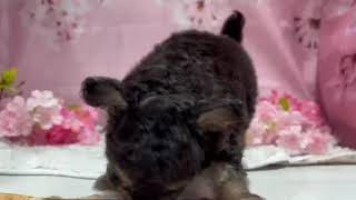 ハーフ犬の動画01