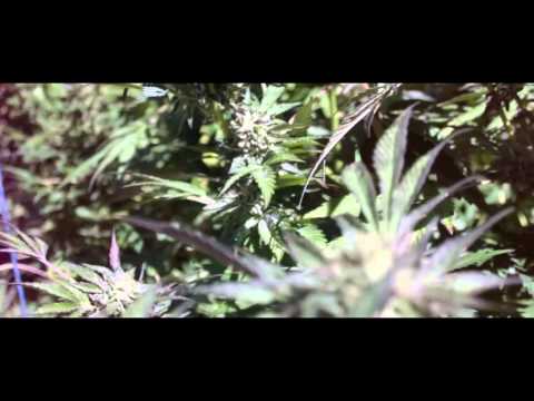 Goldtoes presents AMONEYMUZIC - Merry