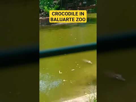 CROCODILO NO ZOOLÓGICO DE BALUARTE #vigancity #baluarte