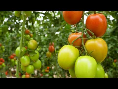 Video: SARGENTO F1