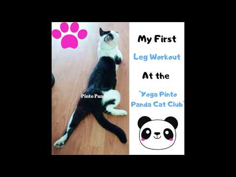 Pinto the PANDA CAT - The funniest and most humorous cat videos ever!  Funny cat compilation