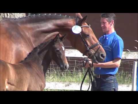 *2017 Stutfohlen von Hickstead White - Contact Me