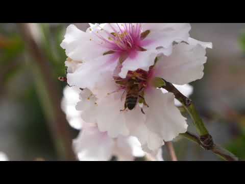 Opwekking 440 Machtig zijn al uw daden, Heer