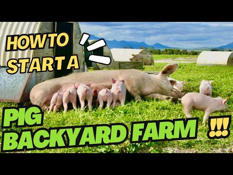 HOW TO START PIG FARMING FOR BEGINNERS | TIPS IN RAISING PIGS!
