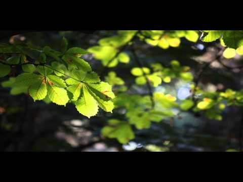 Nico & Vinz - Am I Wrong (Reaster Remix)