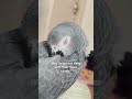 Why do birds sleep with their head turned? Adorable African grey Parrot taking a nap #talkingparrot