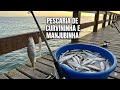 Pescaria De Convininha E Manjubinha Tudo Junto E Misturado No Rio Itajaí Açu Itajaí Santa Catarin