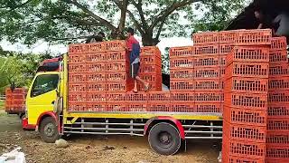 Download lagu mobil truk muat ayam banyak dan seru(@mainanokb827 ) mp3 Download lagu mobil truk muat ayam banyak dan seru(@mainanokb827 ) mp3