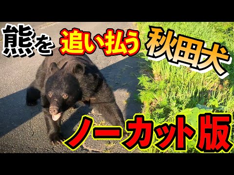 テンを家や車から追い出す 自然と動物