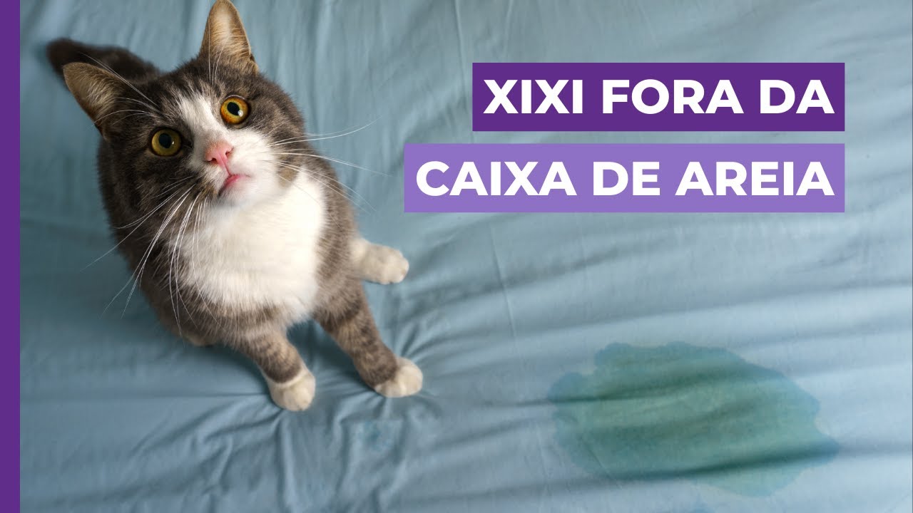 Xixi fora da caixa: E agora? Como resolver?