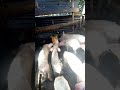 Wild Pig Mating Wild Dog